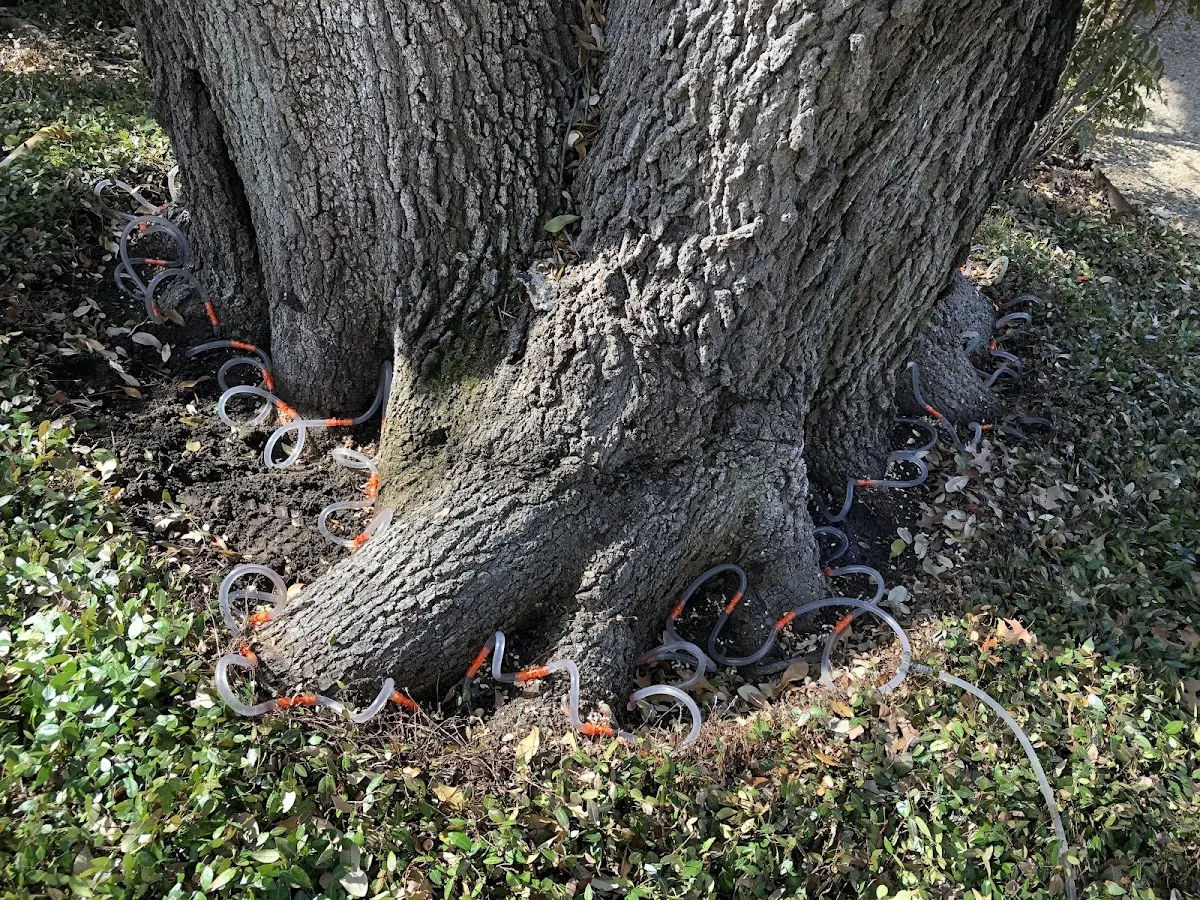 Detailed Tree Cabling and Bracing job site in Bluff