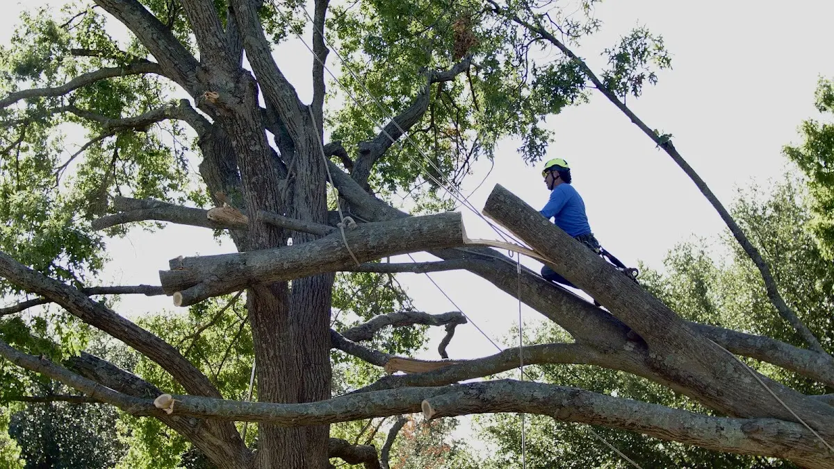 Professional Hazardous Tree Removal performed by certified arborists in Bluff