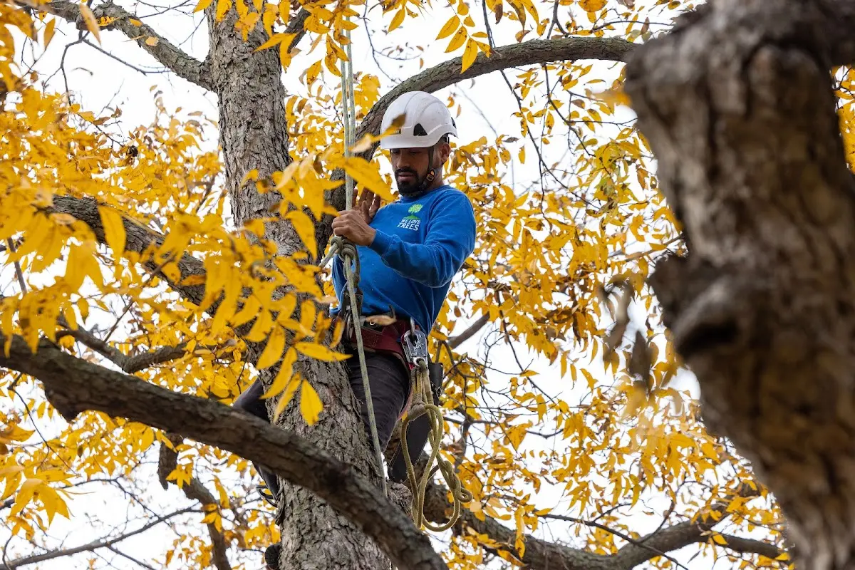 Skilled Dead Tree Removal crew working in Bluff