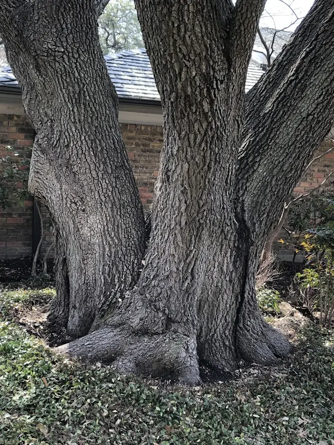 Mature heritage tree close to a Bluff property cared for by certified arborists
